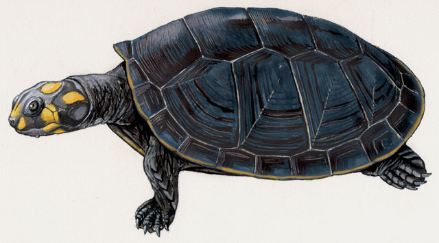  p>黄头侧颈龟(学名: i>podocnemis unifilis /i>)是侧颈龟科,南美侧