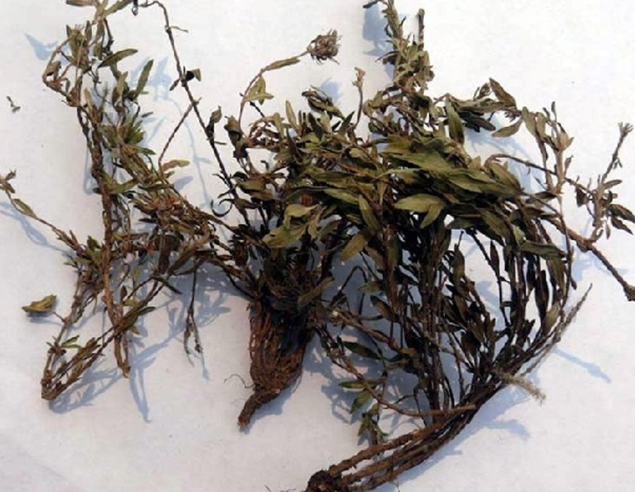  p>长叶百蕊草〔学名: i>thesium longifolium /i> turcz.