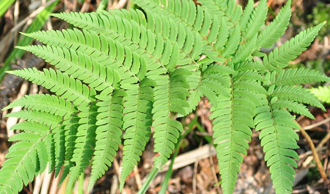 glabrescens (ching) c. chr., a href="#">碗蕨科 /a>碗蕨属植物.