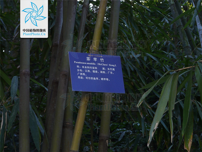 pseudosasa var.amabilis