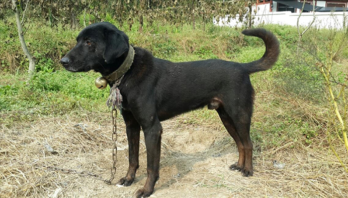  p>青川犬是天生的山地猎犬,当地人叫它撵 a target="_blank" href="