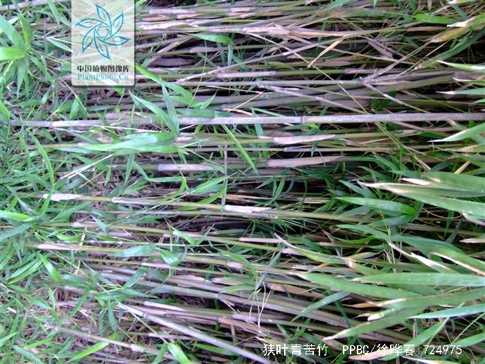  p>狭叶青苦竹(学名: i>pleioblastus chino /i> (franch. et savat.