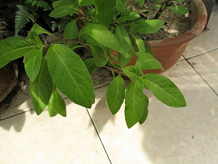  p>明月草(gynura divaricata (l.) dc.[gynura ovalis dc.