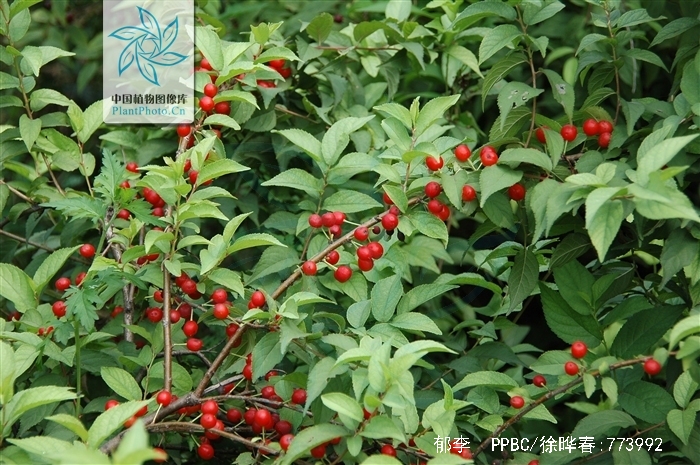  p data-id="gnbugx4bov">郁李,别名爵梅,秧李,拉丁文名:cerasus