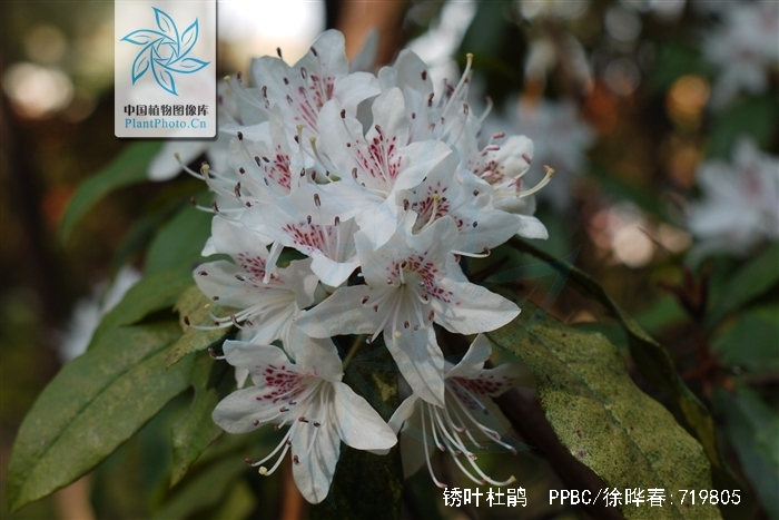  p>锈叶杜鹃(学名: i>rhododendron siderophyllum /i> franch.