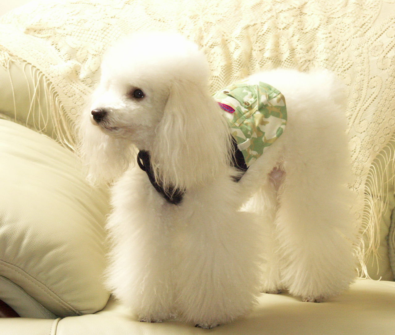 p>贵宾犬(poodle),也称"贵妇犬",又称"卷毛狗",在德语中,pudel是"