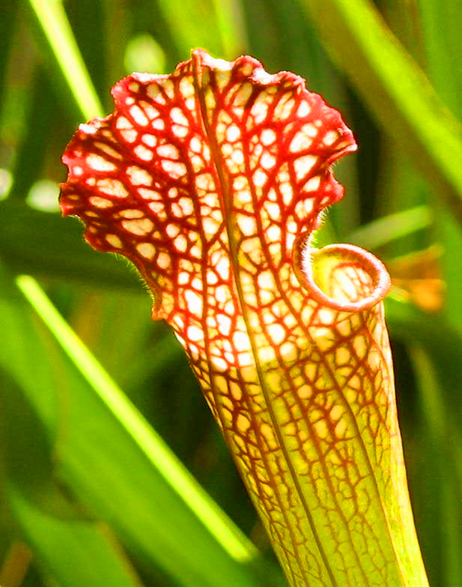 gulf purple pitcher plant