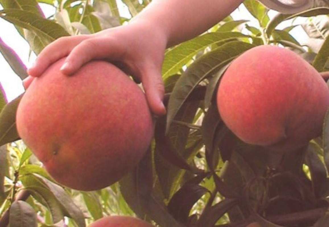  p> a target="_blank" href="/item/粘核毛桃/4255149" data-lemmaid