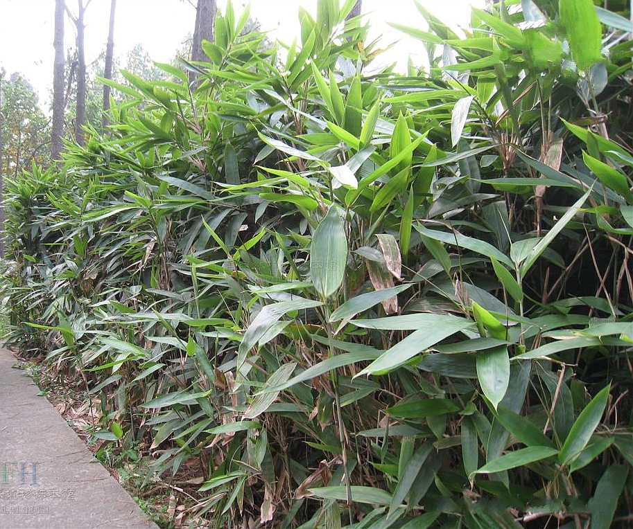 (学名: i>indocalamus herklotsii /i> mcclure)是禾本科,箬竹属植物