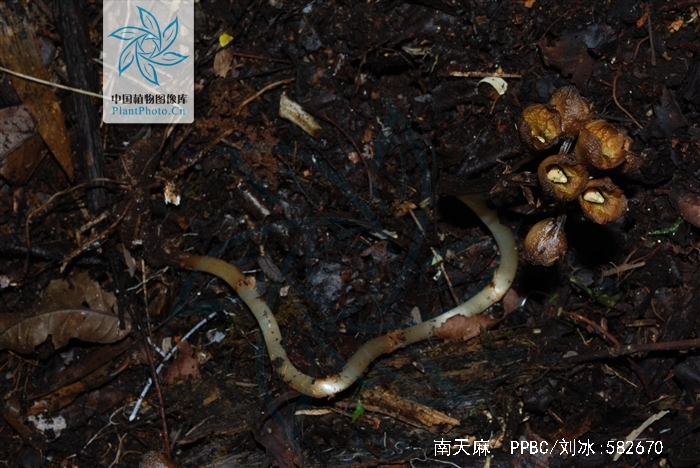  p>南天麻(学名: i>gastrodia javanica /i>  (bl.) lindl.