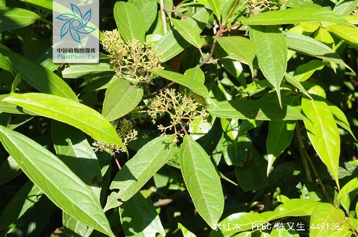  p>水红木(学名: i>viburnum cylindricum /i> buch. -ham. ex d.