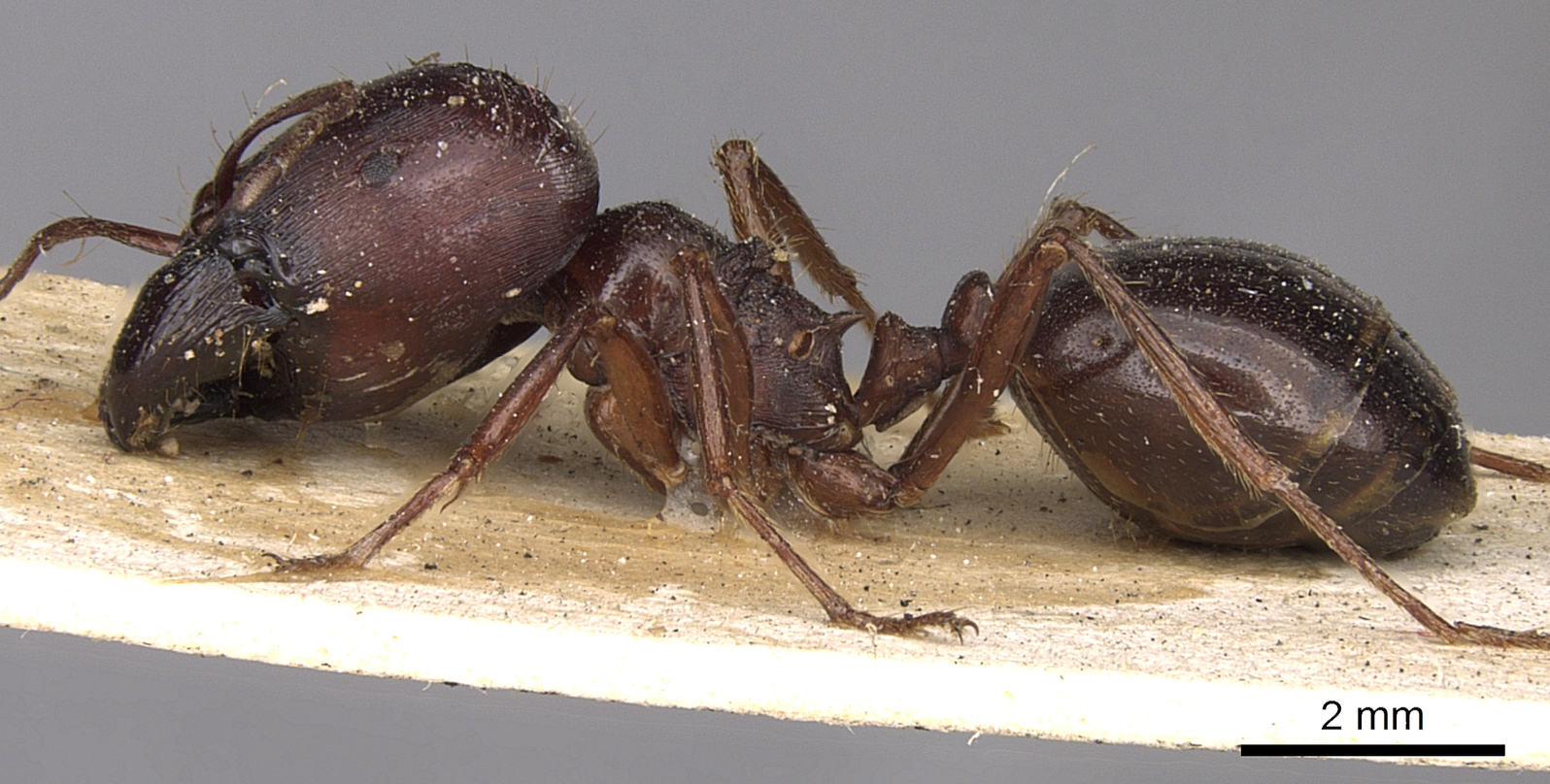 该物种命名更换为"近缘盲切叶蚁") /i> /p> p>近缘盲切叶蚁(carebara