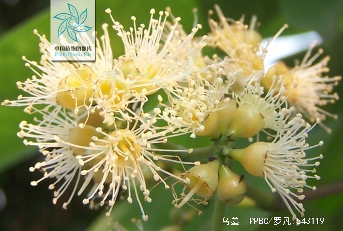  p>海南蒲桃(学名: i>syzygium hainanense /i> chang et miau)是