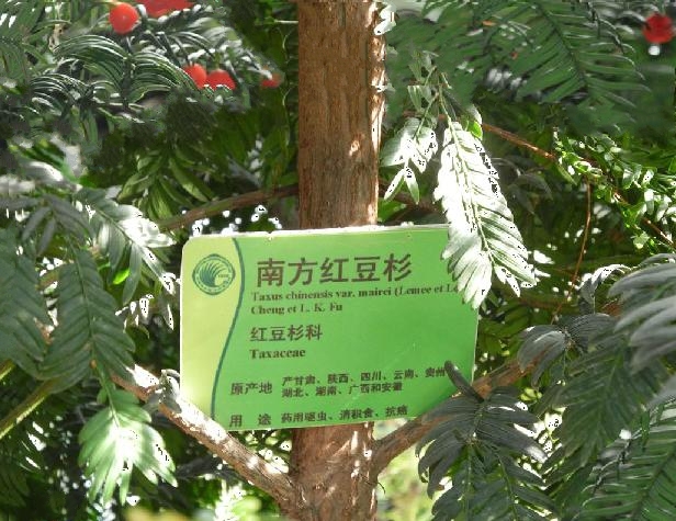 南方红豆杉图片(红豆杉图片大全高清)
