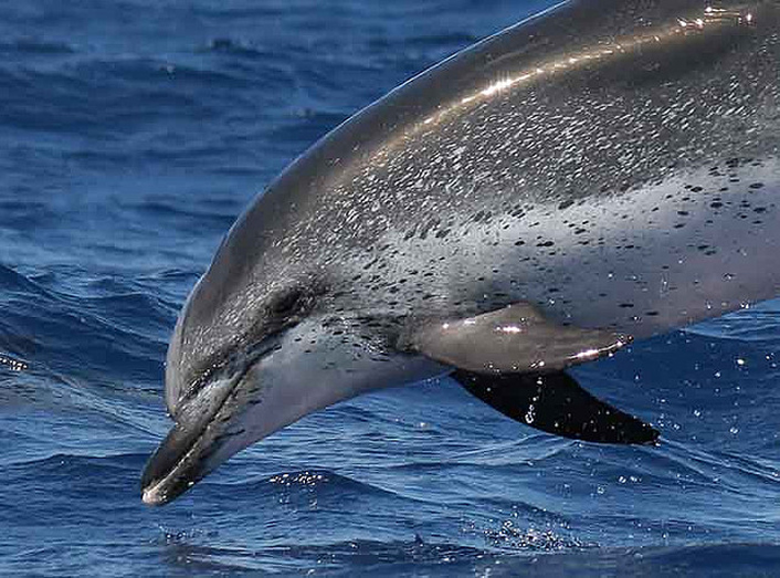 stenella frontalis