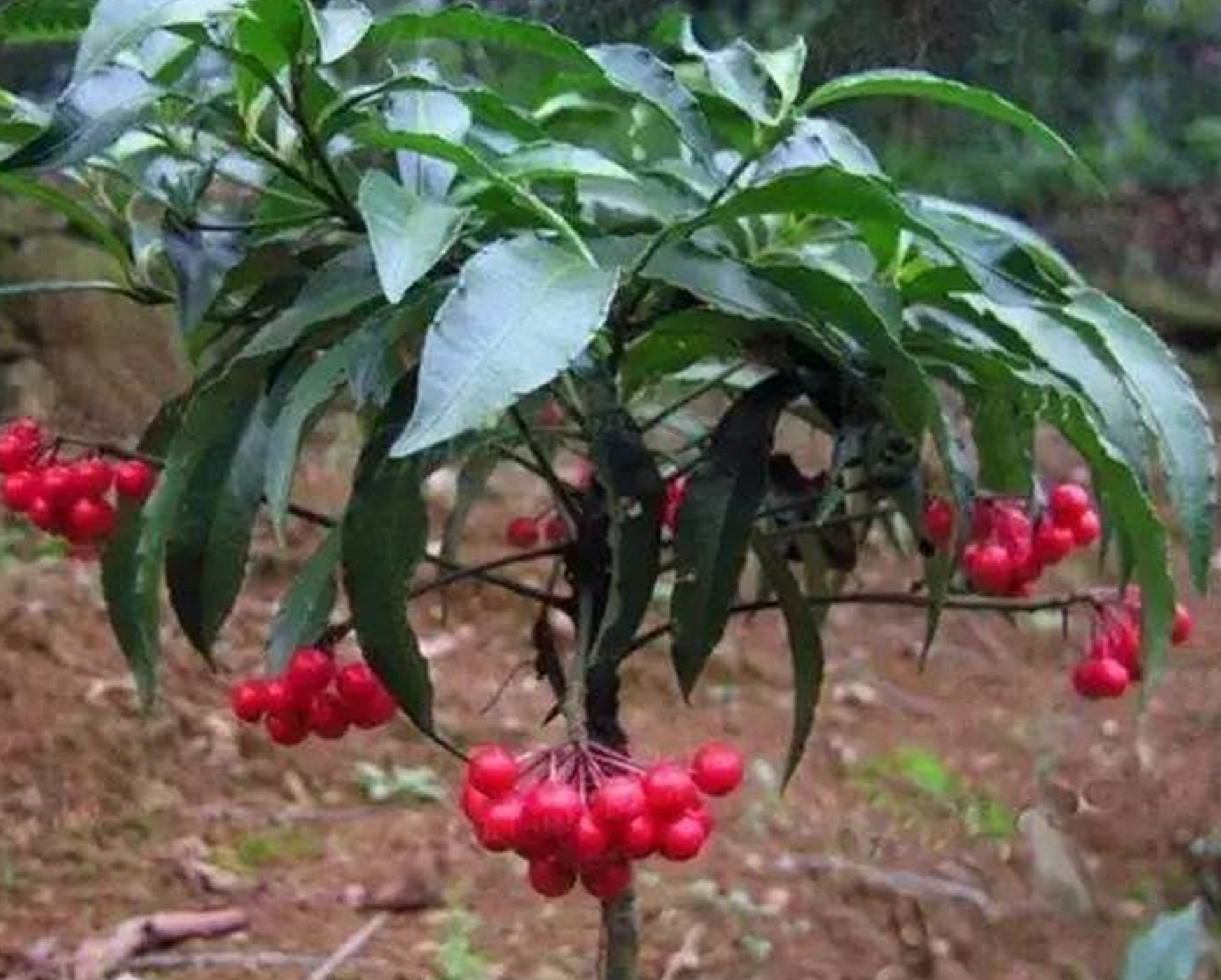  p>紫金牛,学名:ardisia japonica (thunb)blume,别名小青,矮茶,短脚