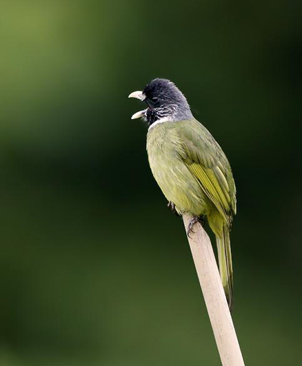 俗名羊头公,中国圆嘴布鲁布鲁,绿鹦嘴鹎,青冠雀