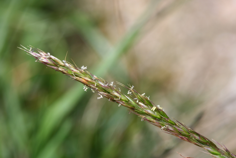  p>三毛草属是禾本科, a target="_blank" href="/item/早熟禾亚科