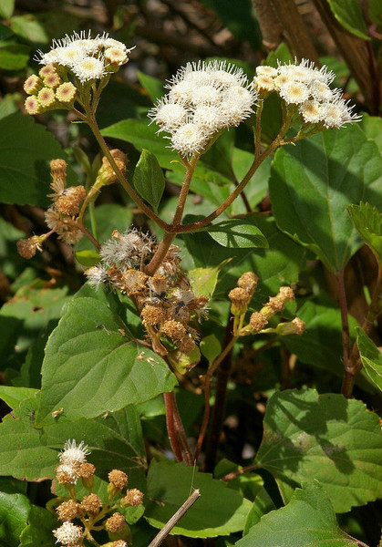  p>紫茎泽兰(学名: i>ageratina adenophora /i>(spreng.)r.m.