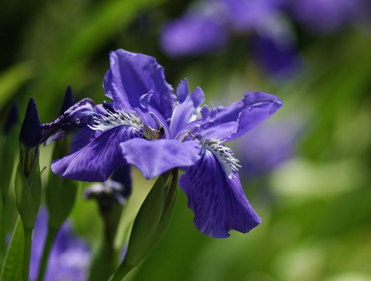 茎短,不明显.叶近基生,5-6枚,二列套叠,两侧压扁,肥厚,基部有关节.