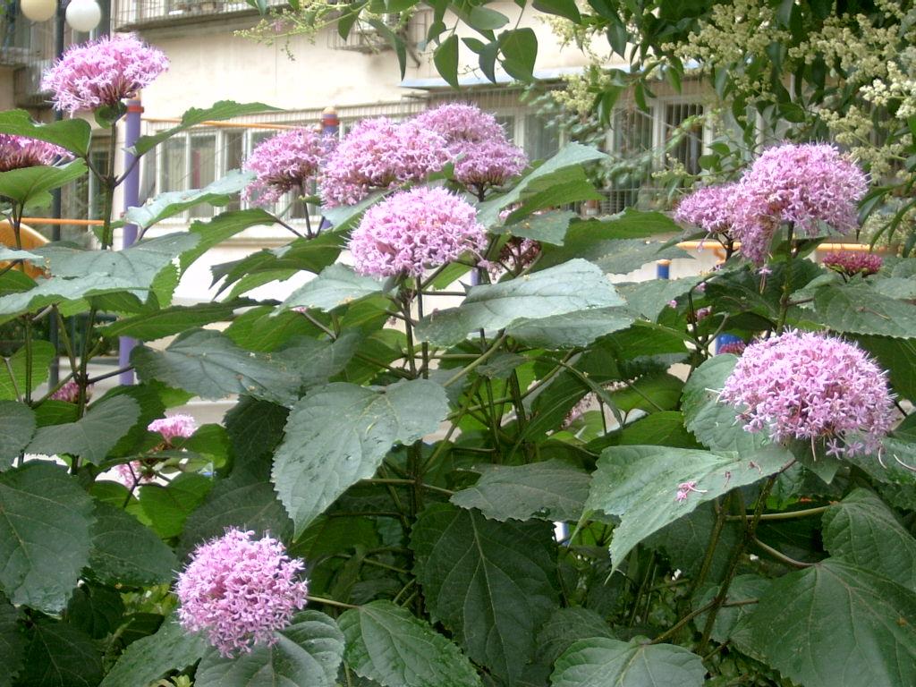  p>臭牡丹根,又名臭枫根,在我国分布较为广泛的草药.