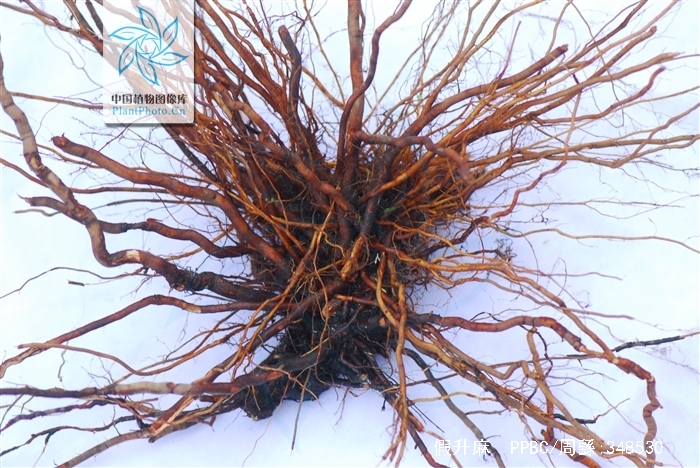  p>假升麻(学名: i>aruncus sylvester  /i>kostel.