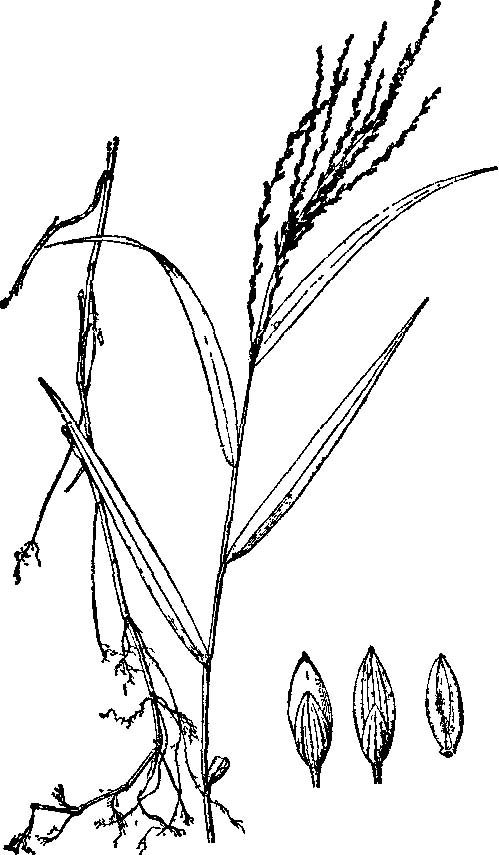  p>小花露籽草(学名: i>ottochloa nodosa  /i>var.