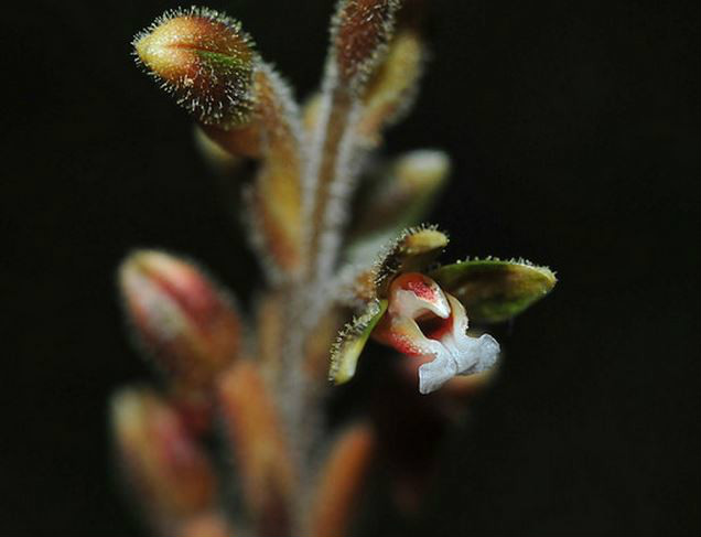 erythrodes blumei (lindl.) schltr.