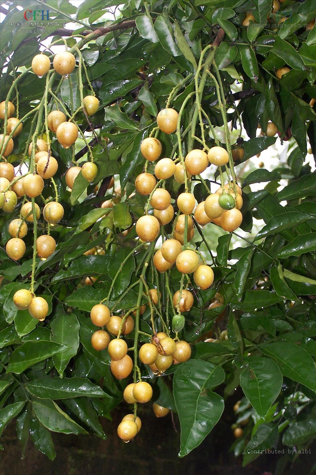 skeels),芸香科黄皮属乔木植物,小叶呈卵形或卵状椭圆形,两侧不对称