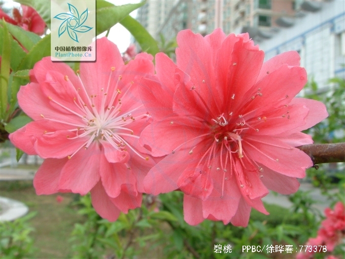  p>碧桃(学名: i>amygdalus persica /i> l. var.  i>persica /i> f.