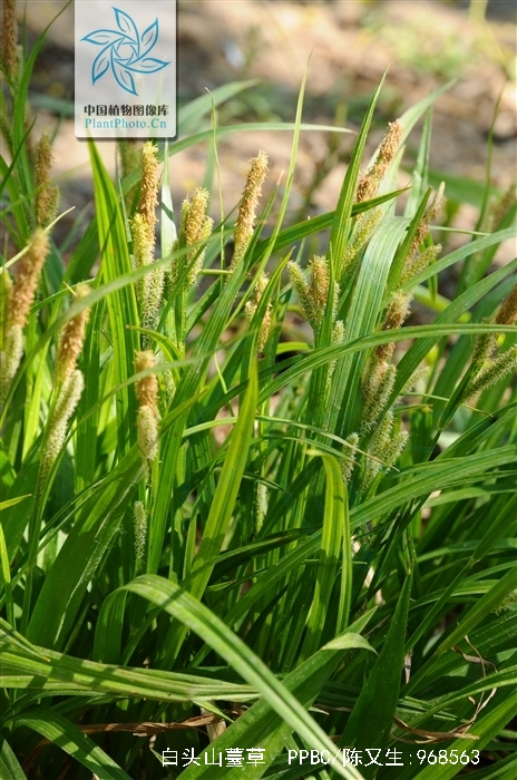  p>白头山薹草( a target="_blank" href="/item/学名/8074290" data