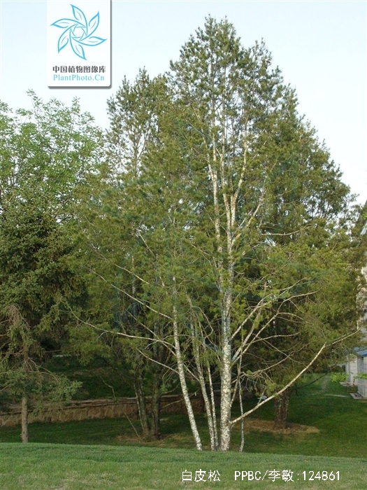 pinus bungeana zucc. ex endl.