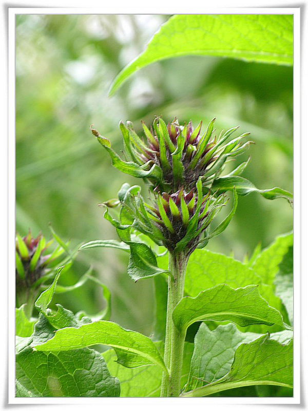  p>又名太白乌头, a target="_blank" href="/item/多年生草本