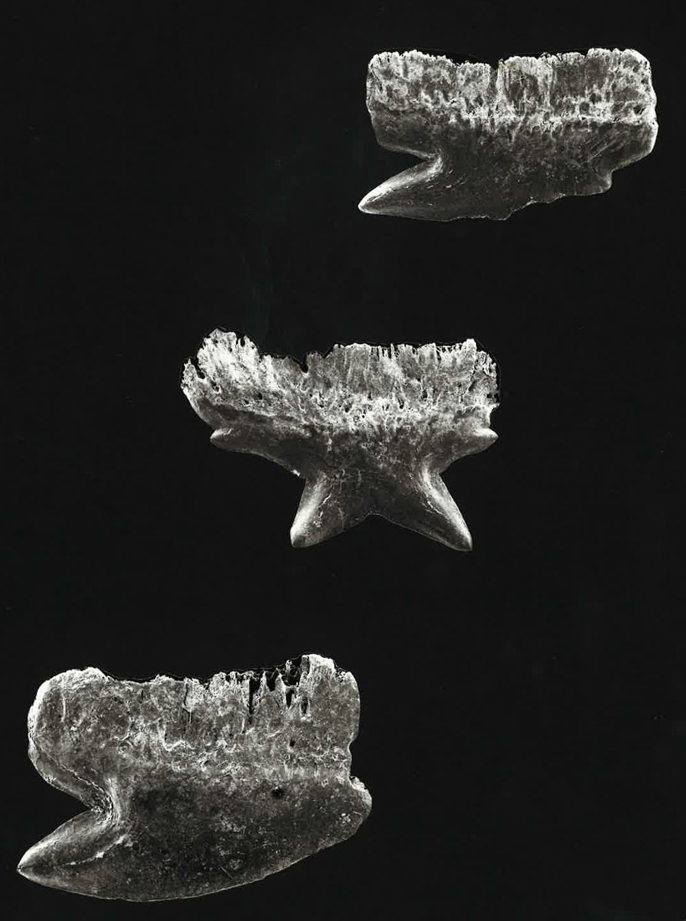  p>棘鲨(学名: i>echinorhinus brucus /i>)是棘鲨科,棘鲨属一种鲨鱼.