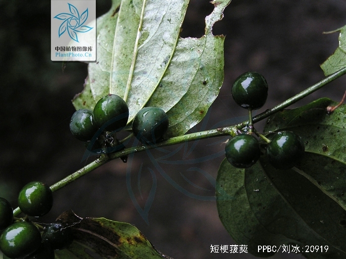 p>短梗菝葜(学名: i>smilax scobinicaulis /i> c. h.