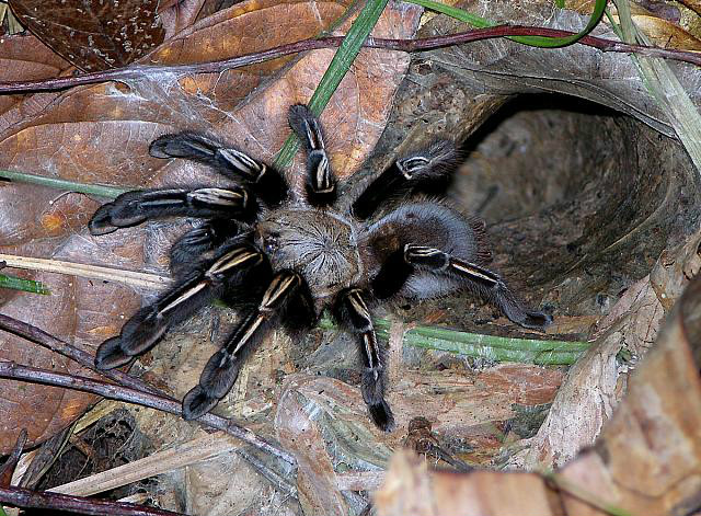 murinus)原产于法属圭亚那,苏里南的热带雨林,是一个经典的宠物捕鸟蛛
