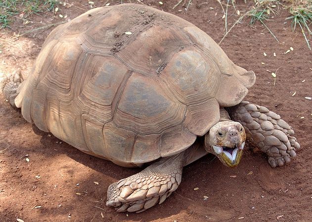  p>苏卡达陆龟(学名: i>centrochelys sulcata /i>):是爬行纲,龟鳖目