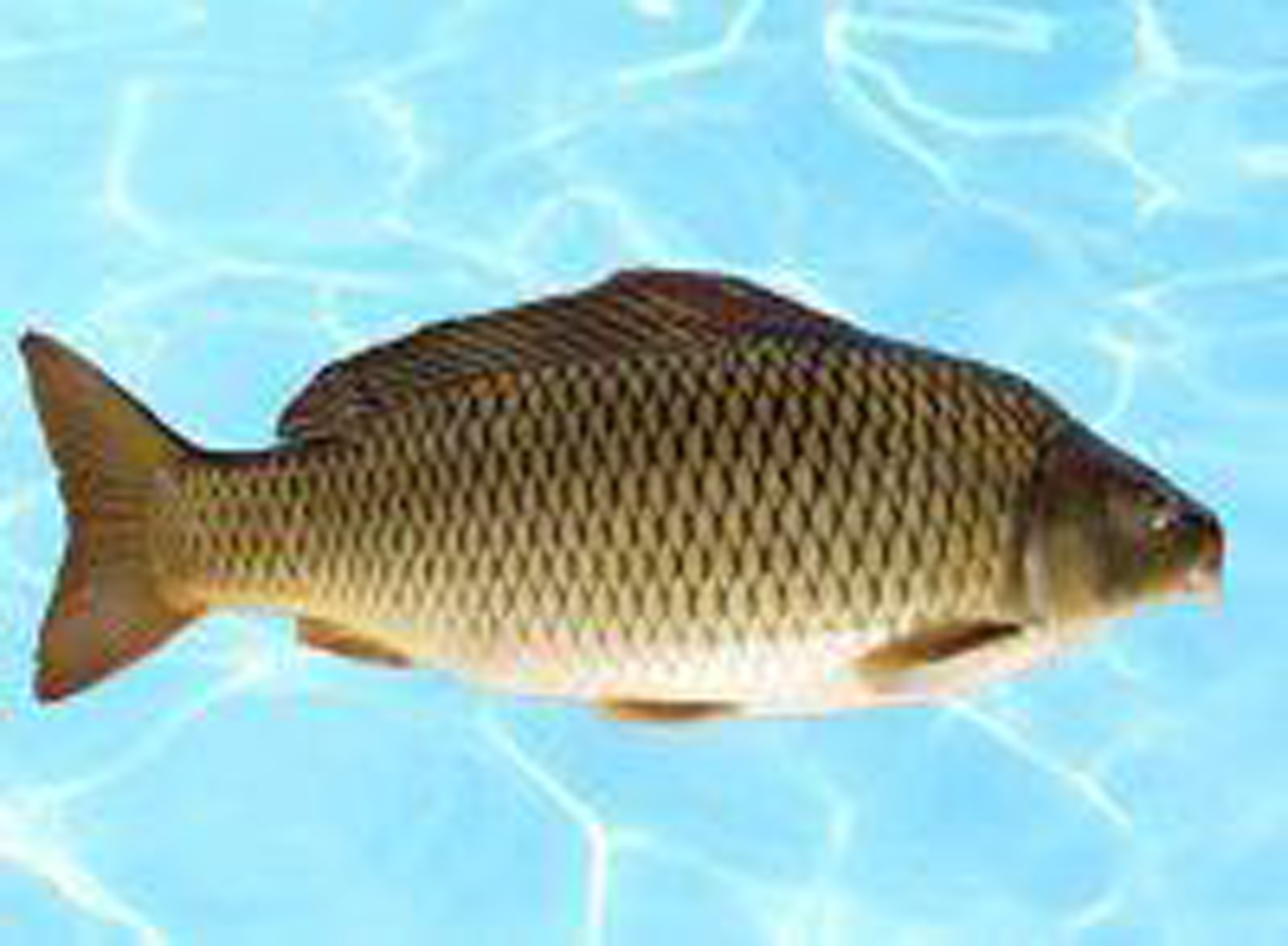  p>澜沧弓鱼是鲤形目的一种鱼类.