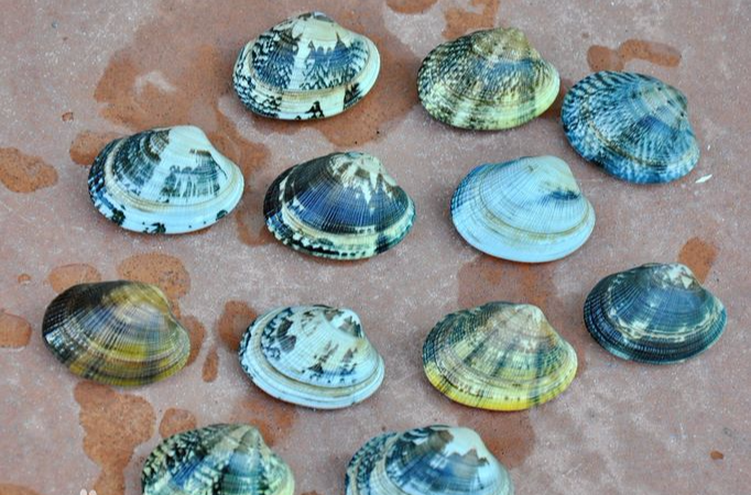 ">杂色蛤 /a>或 a href="#" data-lemmaid="2321677">菲律宾蛤仔 /a>