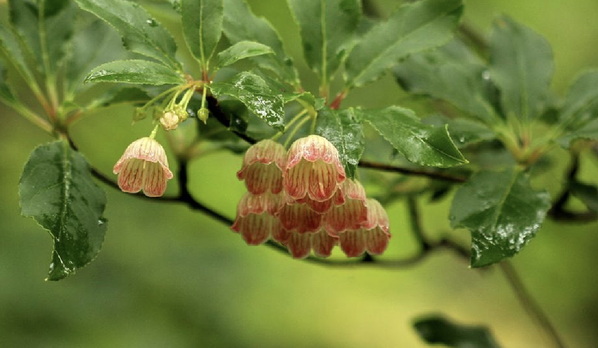  p>灯笼树(学名: i>enkianthus chinensis /i> franch.