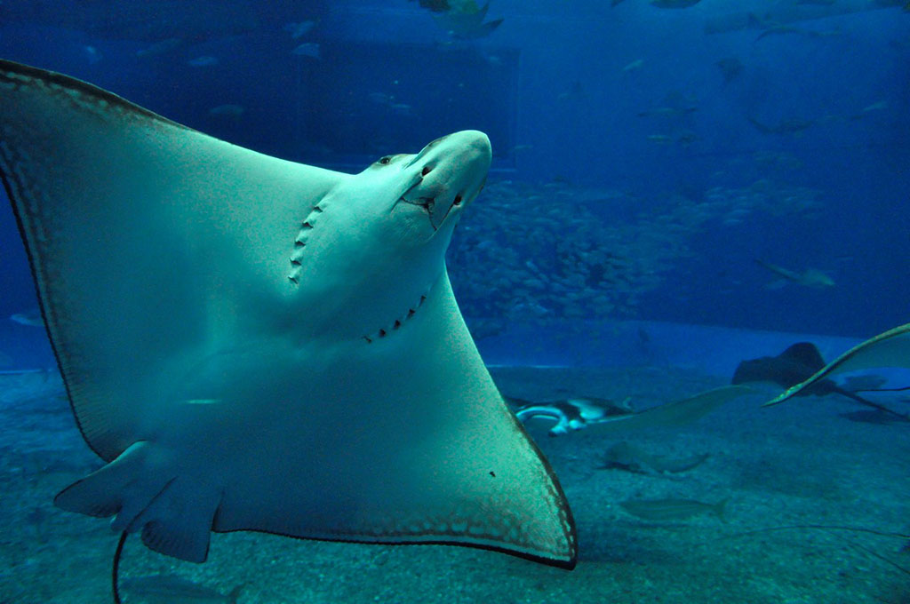 地区,分布于我国黄海,东海和南海水域,其原动物为日本蝠鲼,无刺蝠鲼, 