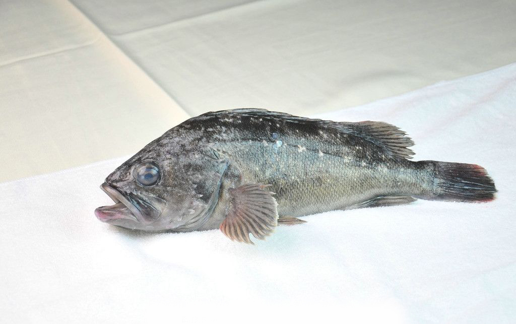  p>黑头鱼为铀形目蚰科平鲐的一种,又称黑石鲈