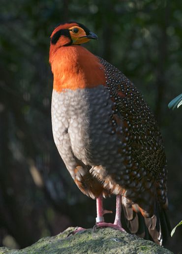  p>灰腹角雉(学名: i>tragopan blythii /i>)体长68厘米,猩红色颈及眉