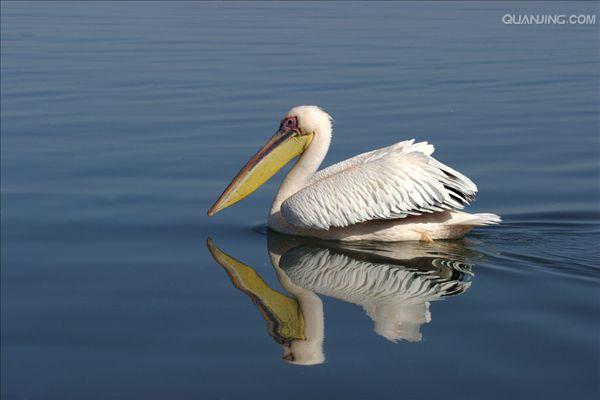  p>白鹈鹕(学名: i>pelecanus onocrotalus /i>),俗名又称 a target="