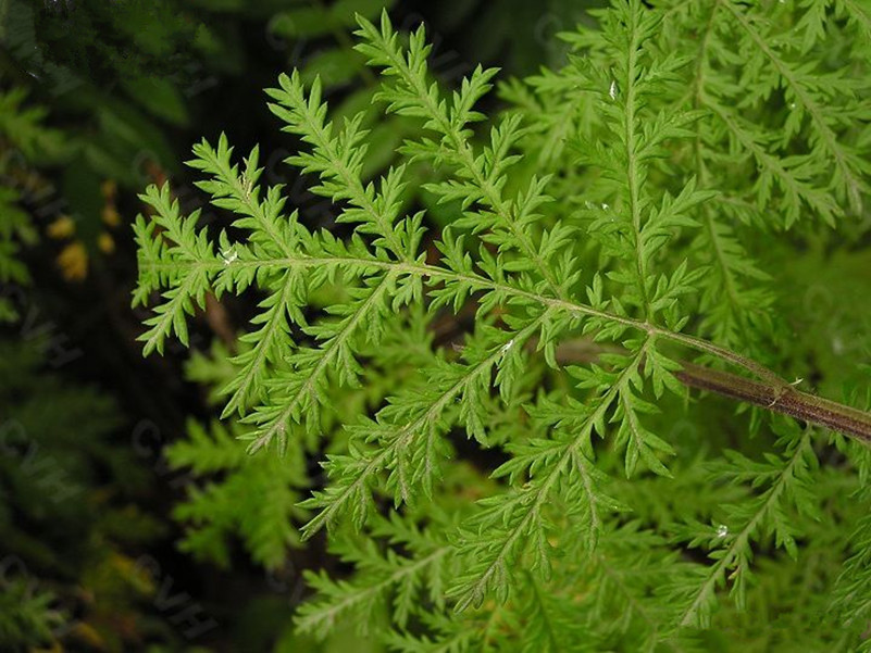  p> b>白毛多花蒿 /b>(学名:artemisia myrianthavar.