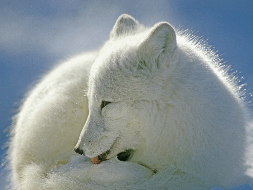 ="tiwijwxoxzff">arctic fox是食肉目犬科北极狐属哺乳动物,又称蓝狐