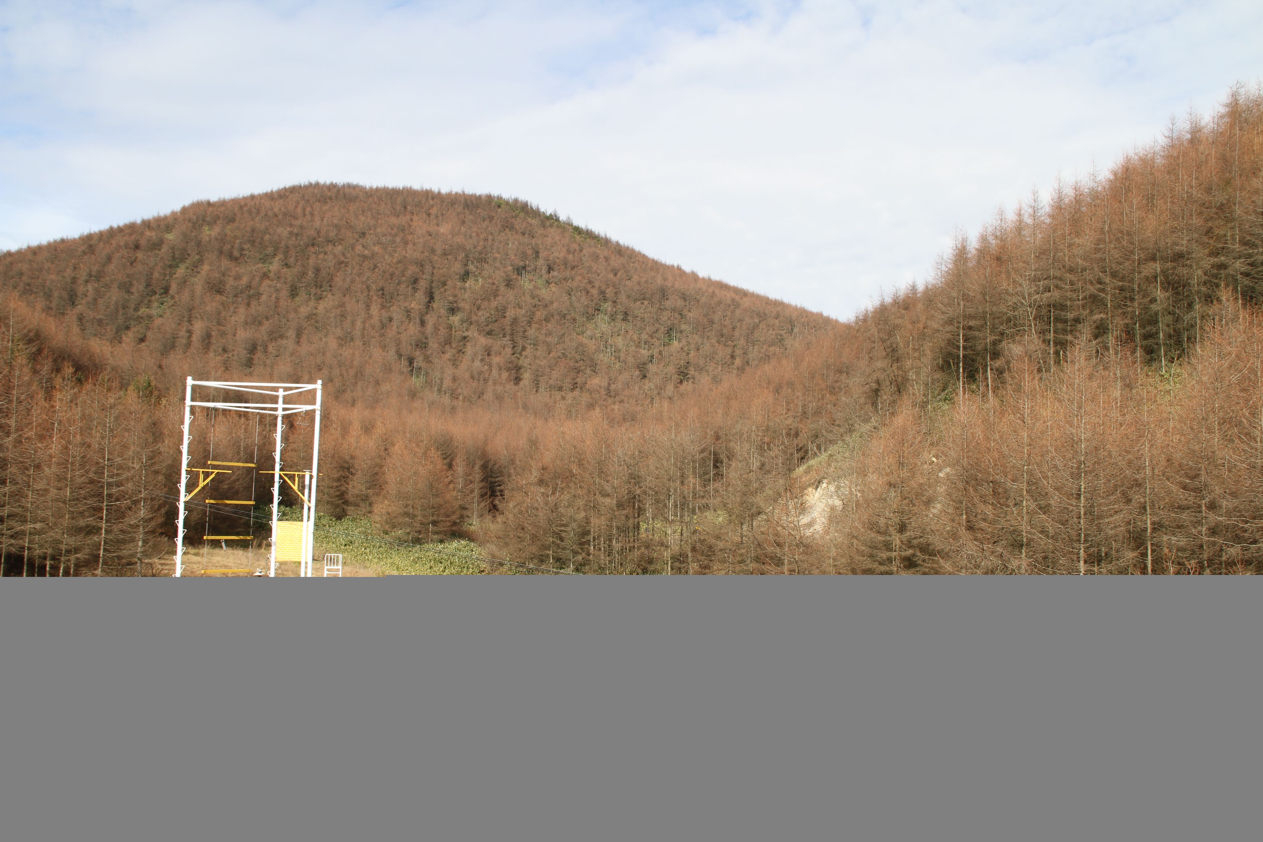 巫山梨子坪森林公园