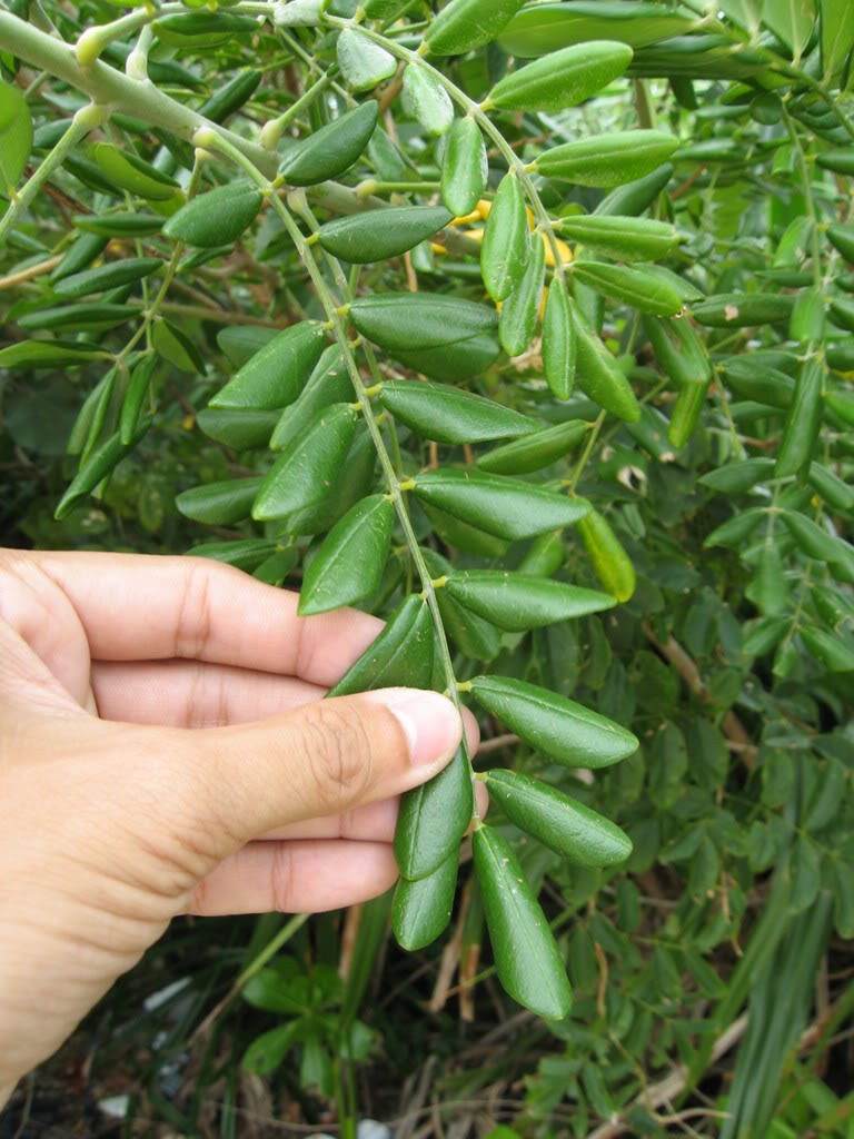  p>绒毛崖豆属于 a target="_blank" href="/item/豆科/3672199" data