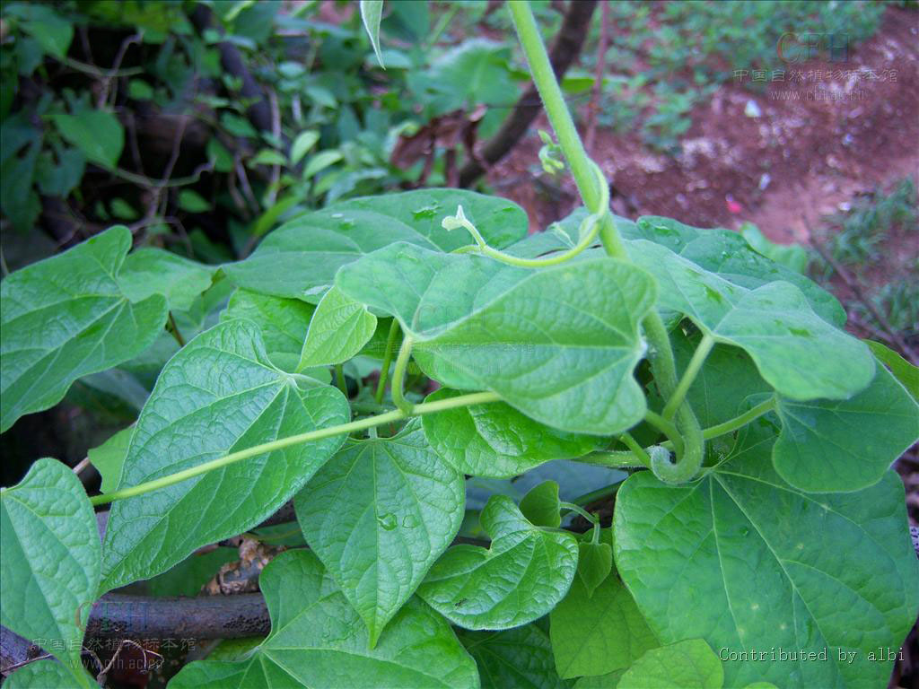  p>青牛胆(学名: i>tinospora sagittata /i> (oliv.) gagnep.