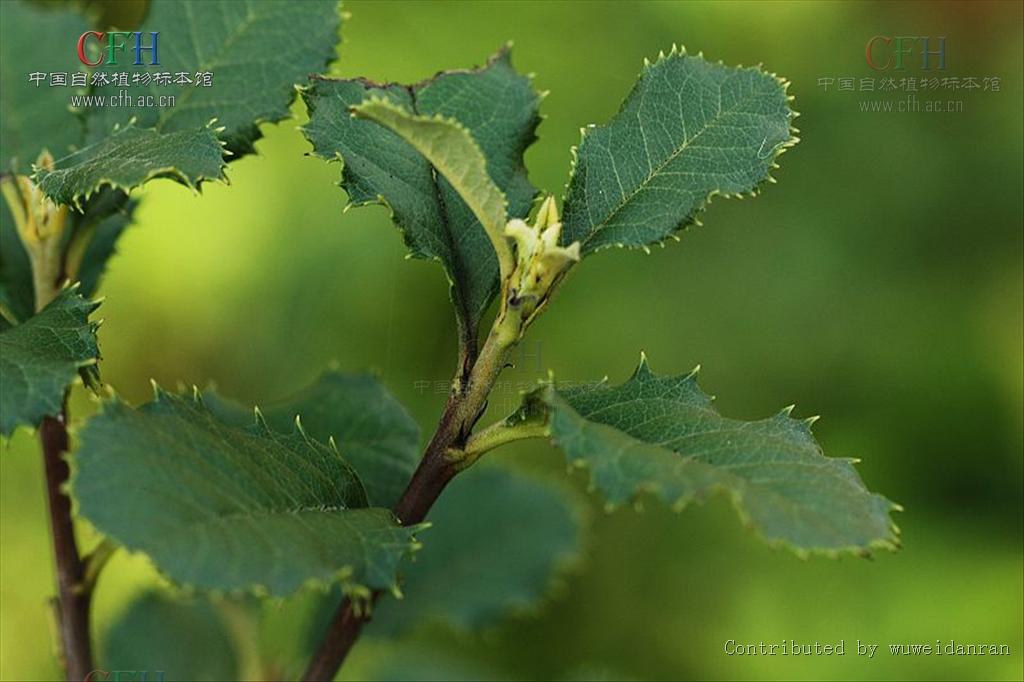  p>刺叶石楠(学名: i>photinia prionophylla /i> (franch.) c. k.